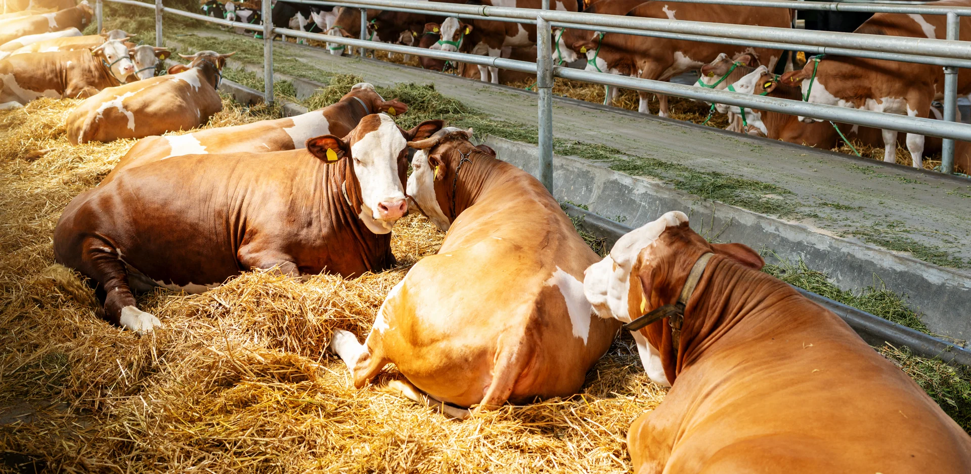 Cattle at the feeding rail